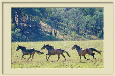 Framed image of three magnificent Australian wild horses running fast across a paddock in bright...