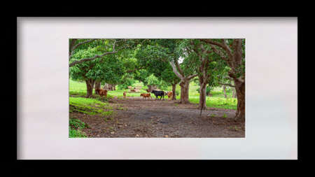 Cattle grazing in a field shaded by rows of trees with the grass lush and green following rainfall, matted and framed in black and whiteの写真素材
