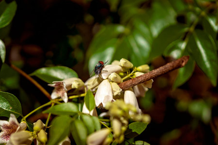 A bee pollinating flowers at the botanic gardens