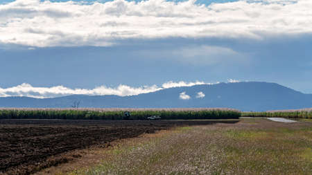 Proserpine, Queensland, Australia - June 2021: Sugar cane farm tractor and truck in a paddock on a bright sunny day under a cloudy blue skyのeditorial素材