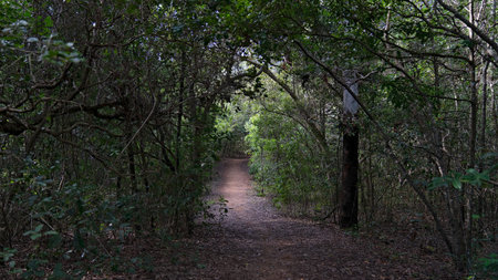 A walking track through bushland with early morning light through the tree branchesの写真素材