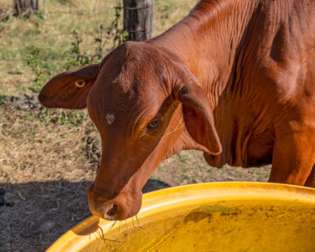 Cow having a drink of water out of a troughの写真素材