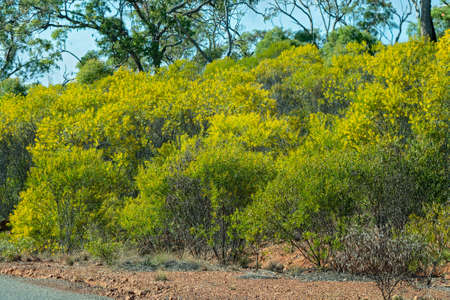 Wattle trees in bloom with their bright yellow flowers beside a country roadの写真素材