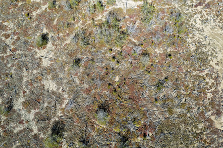 Aerial view of landscape pattern of trees growing on tidal salt flats at St Lawrence, Queensland,...