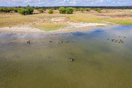Aerial view of swans and ducks swimming on a wetlands reserve at St Lawrence, Queensland, Australiaの写真素材