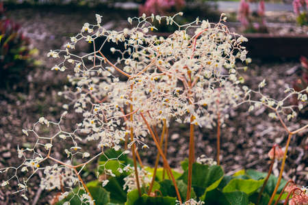 Softly focused blurred white flowers on tall stems with green leaves against a brown backgroundの写真素材