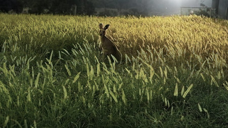 A stunning Australian sunset with a kangaroo sitting amongst the grass in a golden glow