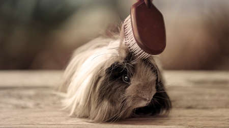 A cute guinea pig, also known as a cavy, having his long hair groomed with a brushの写真素材