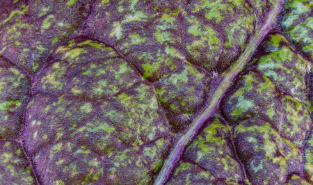 Ultra macro close up of part of a red giant mustard leaf