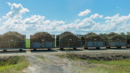 Harvested sugar cane stalks in bins on railway line to the mill