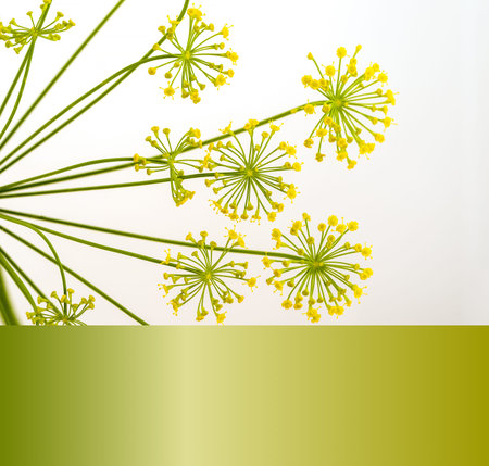 Yellow fennel flowers spraying out onto a white background with color gradient at bottom