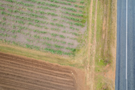 Top down view of an aerial landscape pattern of young plant cane beside a fallow field running...