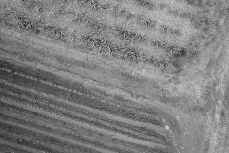 Black and white aerial of young plant cane and a fallow field on a sugarcane farm property top down view drone aerial patternの写真素材