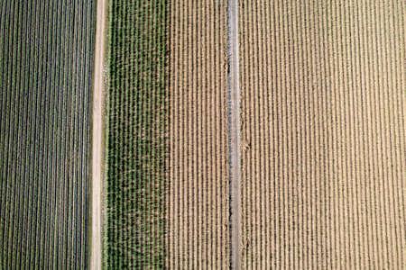Rows of green crop of sugarcane and young plants in a drone aerial patternの写真素材