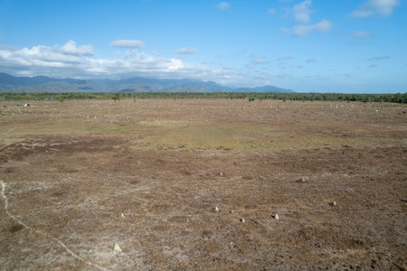 Hundred of termite mounds in a paddock under a blue sky with distant mountain range - drone aerial