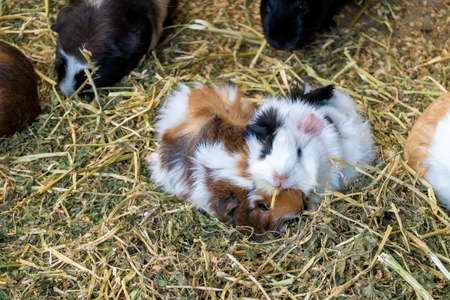 Cute guinea pigs (cavy) nestling together in a hatch filled with strawの写真素材