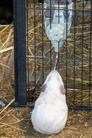 A cute white cavy drinking from a water spout beside his cage