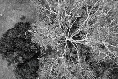 Drone flight over a large tree looking down from directly above - black and white image