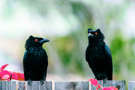 Two Asian Glossy Starlings sitting on a fence