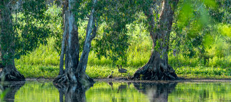 ducks standing on the banks of a lagoon under trees in bright early morning light which saturated the colorsの写真素材