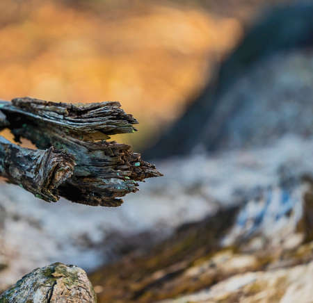 Close up of the end of a burnt tree branchの写真素材