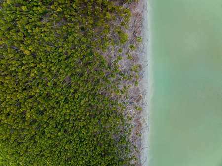 Top down drone aerial of a forested river bank at low tide and green murky waterの写真素材