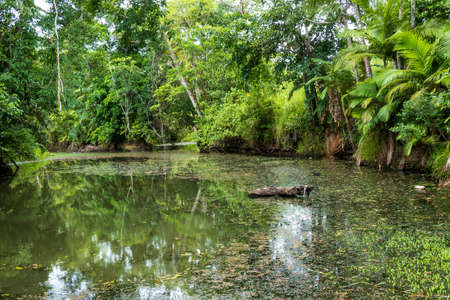 A small country creek with lots of natural vegetation on the water surface and on the banksの写真素材