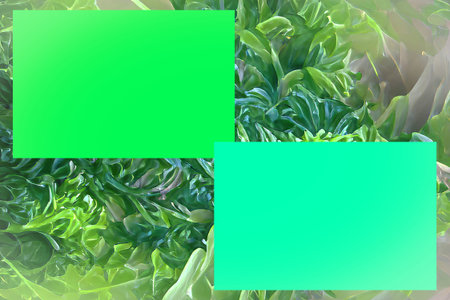 A green fern background with green rectangle blank overlays for your creative copy text