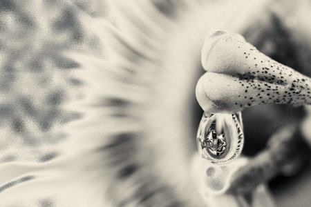 Monotone passion fruit flower with reflection water drop highlighted with metallic silver