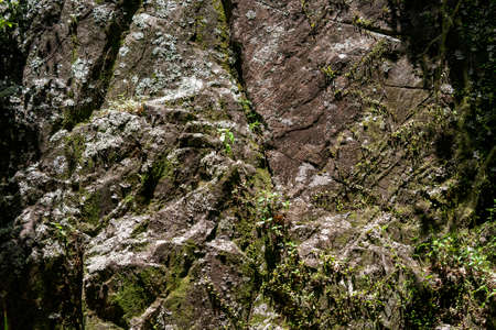 Close up of natural vegetation on a rock surface. Found in tropical rainforest national park.の写真素材