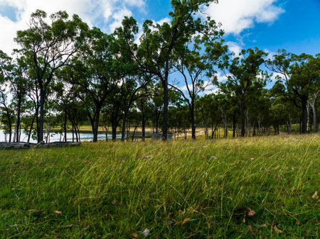 Low landscape from a drone as it comes into land. Trees lining the banks of Eungella Dam,...
