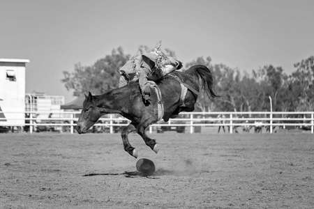 Cowboy rides bucking horse in bareback bronc event at a country rodeo.の写真素材