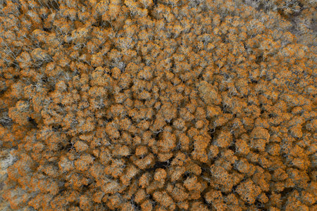 Looking down onto a forest of autumn leaves on trees. Drone overhead aerial landscape.