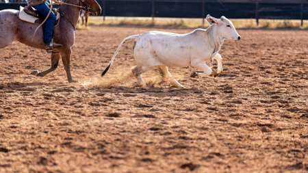 Cowboy on horseback in camp draft event at country rodeo Australia