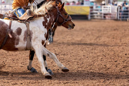 Cowboys on horseback capture a wild bucking bronc in a rodeo eventの写真素材