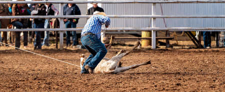 Cowboy wrestles calf to the ground in event at country rodeo Australiaの写真素材