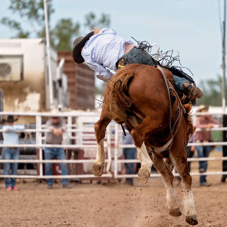 Wild bronco has bucked off his cowboy rider at an Australian country rodeoの写真素材