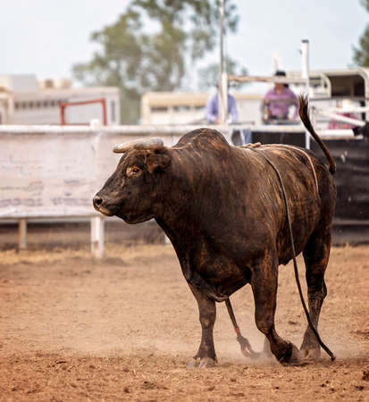 Wild bucking bull unseats rider at Australian country rodeoの写真素材