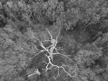 An empty osprey nest high in the branches of a dead tree in the bush.の写真素材