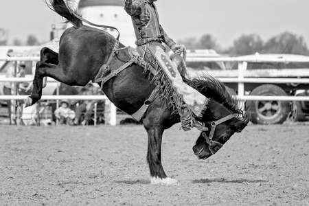 Cowboy riding a bucking bronc at a country rodeo Australiaの写真素材