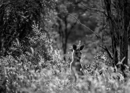 An Australian kangaroo back lit by early morning sunlight in native bushland. Sapphire gemfields...