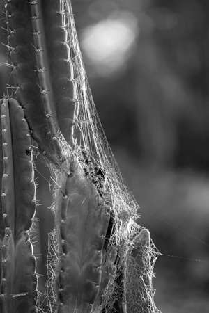 Cobwebs on Willows Cactus back lit with the afternoon sunlight and a blurred background. Otherwise known as Queen Of The Night Cactus.の写真素材