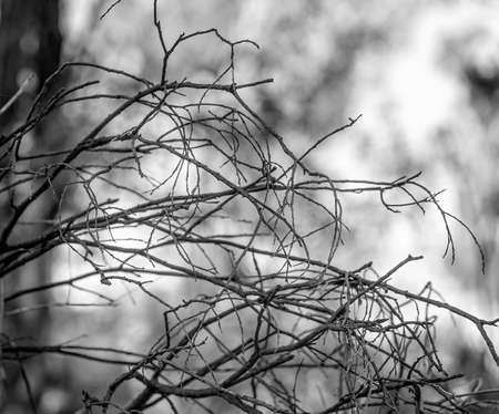 A tangle of dead twigs against a light blurred background.の写真素材