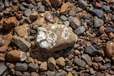 Oyster rock left behind after oyster harvested. Oyster shell shapes still embedded in the rock.