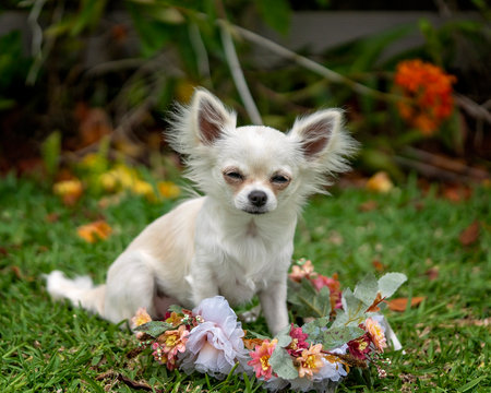 A tiny white long coat chihuahua sitting in a wreath of flowers on the grassの写真素材