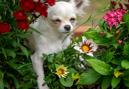 A tiny white long coat chihuahua nestled amongst colorful flowersの写真素材