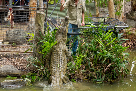 a crocodile being lured out of the water for food by his handlerの写真素材