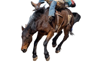 A bucking bronc wild horse riding event at a country rodeo, isolated white background, room for text, copy spaceの写真素材