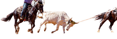 A cowboy on horseback ropes a running calf in a fast-paced country rodeo event. Action-packed rural...