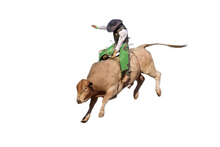 A cowboy rides a bucking bull at a country rodeo, captured mid-action and isolated on a white or transparent PNG background for easy use in designs.の写真素材